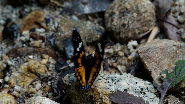 wild butterfly is licking the stone for absorb some minerals