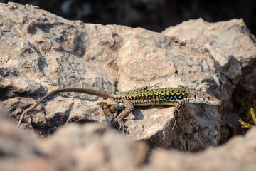 Lizard on rock