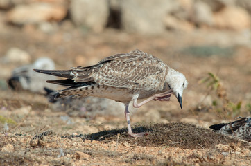 Cormorant scratching his head