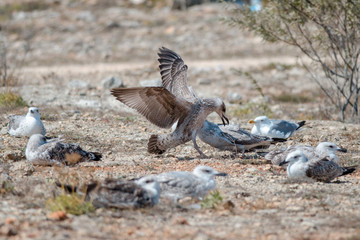 cormorant fight