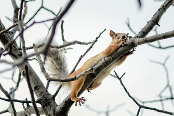 squirrel laying