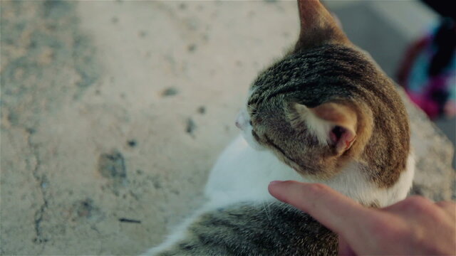 Cat dozing in the sun