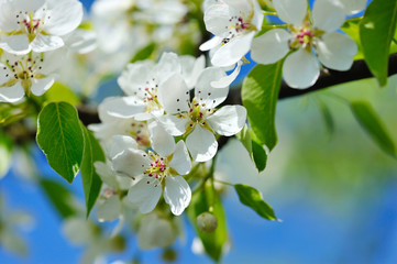 Flowers bloom on a branch of pear against blue sky