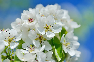 Fototapeta na wymiar Flowers bloom on a branch of pear against blue sky