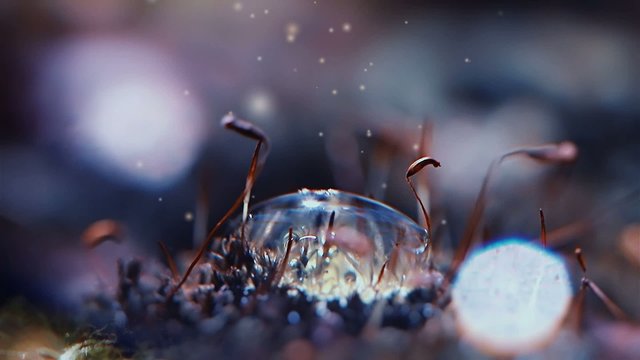 Жизнь капли воды на рассвете.