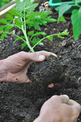mains d'homme tenant un plant de tomate pour plantation