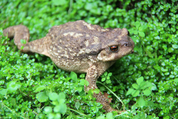Gripau