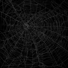 dense gray an white spider web