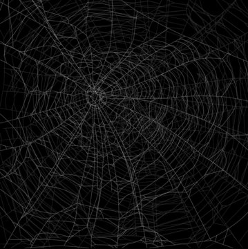 dense gray an white spider web