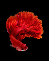 Red siamese fighting fish