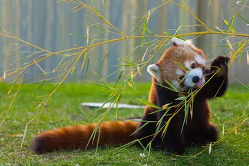 Foto op Plexiglas The panda red or lesser panda (Ailurus fulgens) © james633