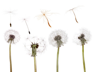 set of old dandelions and seeds isolated on white