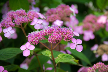 pink hydrangea