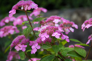 pink hydrangea blooms