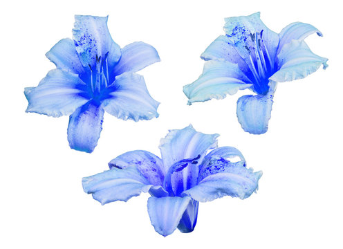 Fototapeta three light blue lily blooms isolated on white