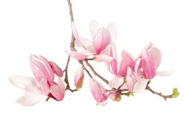 Magnolia, branche de fleurs de printemps sur un tracé de détourage blanc
