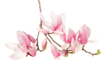 Papier Peint photo autocollant Fleurs Magnolia, branche de fleurs de printemps sur un tracé de détourage blanc