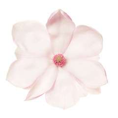 Fototapeta na wymiar Magnolia, pink spring flower isolated on white, clipping path
