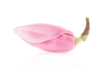 Magnolia, pink spring flower bud on white, clipping path