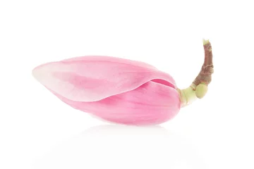 Gordijnen Magnolia, pink spring flower bud on white, clipping path © andersphoto