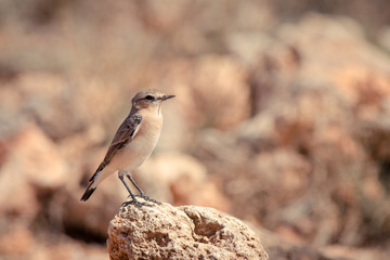 Bird sit on rock