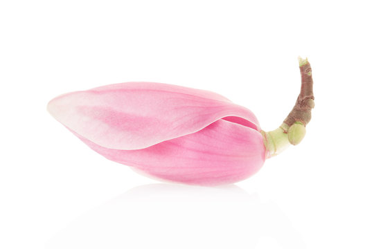 Fototapeta Magnolia, pink spring flower bud on white, clipping path