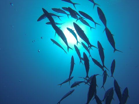 poissons &agrave; contrejour