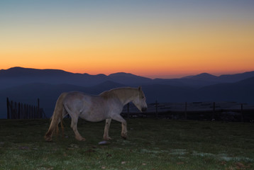 Ritratto di un cavallo bianco all'alba