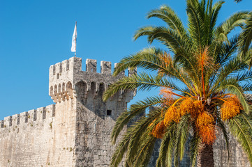 Trogir castle tower behind palm tree.