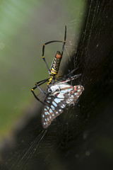 spiders catching butterflies, After waiting for a long time.