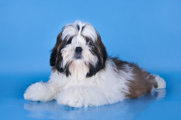 Shih Tzu puppy on a blue background isolated