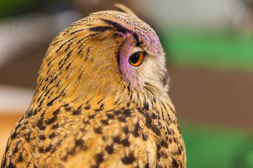 European Eagle owl or Eurasian eagle owl watching, closeup