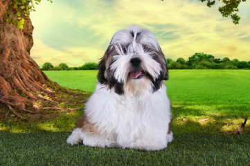 shih tzu puppy is resting on the grass under a tree on a summer