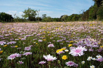 field of flowers