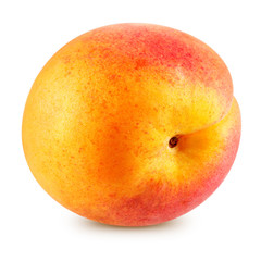 Apricot