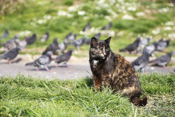 Street cat sit near pigeons at park