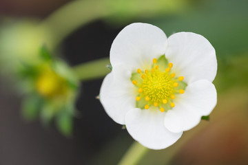 イチゴ畑　とちおとめ