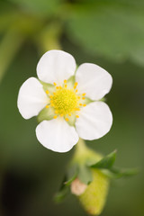 イチゴ畑　とちおとめ