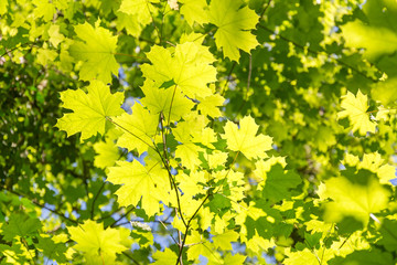 Hintergrund Blätter Frühling Ahorn