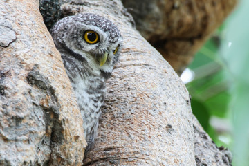 Spotted owlet in nature, Thailand