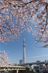 東京スカイツリーと桜並木