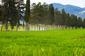 Strada sterrata di campagna con cipressi, Paesaggio Toscana