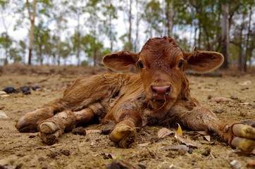 Veau nouveau-n&eacute;