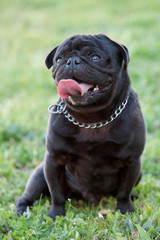 Little black dog in the park