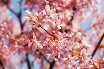 Flowering trees with pink flowers