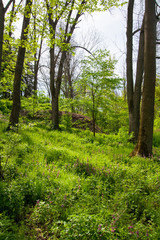 Spring forest