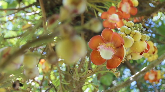 Beautiful Cannonball tree flowers
