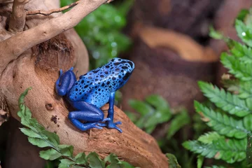 Selbstklebende Fototapete Frosch Blauer Pfeilgiftfrosch (Dendrobates tinctorius azureus)