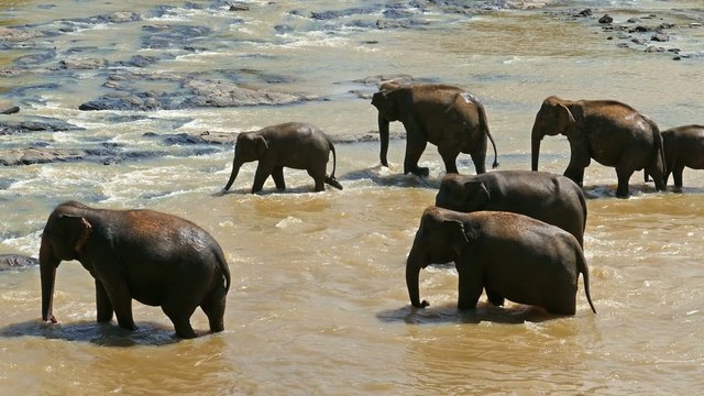Elephants in the river - Sri Lanka 4k
