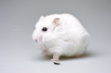 ジャンガリアンハムスター